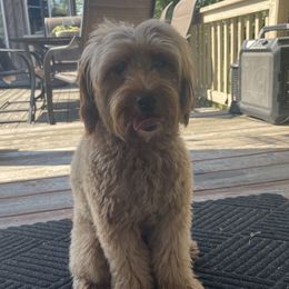 Nala - Goldendoodle
