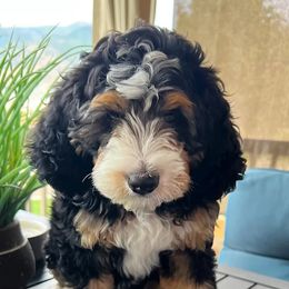 Bernedoodles and Goldendoodles from Mtn Green Doodles