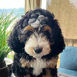 Bernedoodles and Goldendoodles from Mtn Green Doodles