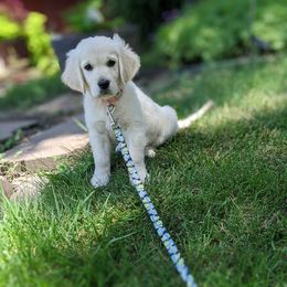 Goldendoodle and Golden Retriever Puppies from Goldens and Doodles of MN