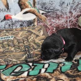 Labrador Retriever Puppies from Copper Creek Outfitters and Kennel