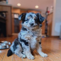 Australian Shepherd, Miniature Australian Shepherd, and Toy Australian Shepherd Puppies from Rumour Has It Aussies
