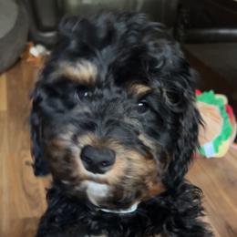 Bernedoodle and Goldendoodle Puppies from Pecks Oodle Doodles