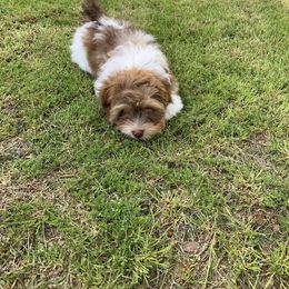 Havanese Puppies from Coraz’on Havanese
