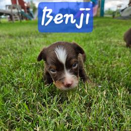 Clyde - Red tri male Toy Australian Shepherd puppy in Forney, Texas from Texas Talent Toy Aussie's and Labs