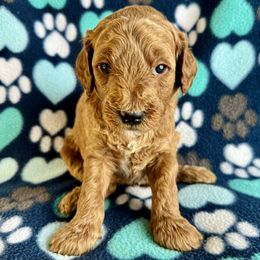 Mr Orange - Apricot male Goldendoodle puppy in Lowville, New York from Valley View Doodles