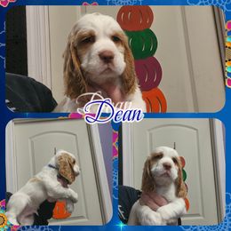Dean - Lemon and white male English Springer Spaniel puppy in Westover, Maryland from Sterling's springer Haven