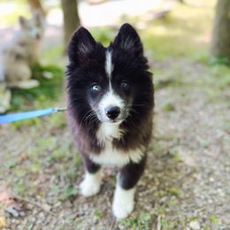 Sailor - Black and white male Pomsky puppy in Cleveland, Ohio from Lake Point Pomskies