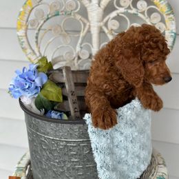 Zaire - Red  Poodle puppy in Dayton, Texas from Wolfe Island Poodles