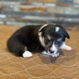 Boy one - Black and tan male Pembroke Welsh Corgi puppy in Visalia, California from VIP Stables