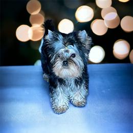 Yorkshire Terrier Puppies from Yorkies Kisses