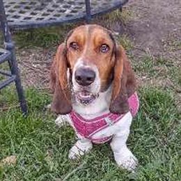 Basset Hounds from Lydia Hatfield's Basset Hounds