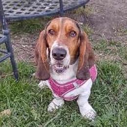 Basset Hounds from Lydia Hatfield's Basset Hounds