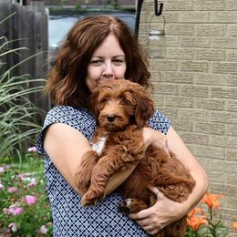 Goldendoodle Puppies from Bluebell Goldendoodles