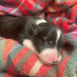 Mystic - Black and white female Border Collie puppy in Grover Hill, Ohio from Heritage Border Collies