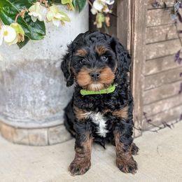Green collar - Tri-color male Labradoodle puppy in Lebanon, Pennsylvania from Copper Mini Labradoodles