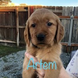 "Will be staying with us." Golden Retriever Puppies from Karen's Goldens