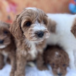 Aussiedoodle and Cavapoo Puppies from Pawsome Aussie Doodles and Oodles