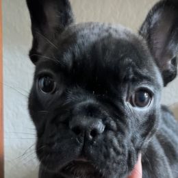 French Bulldogs from Frenchies only by G’scent Kennels