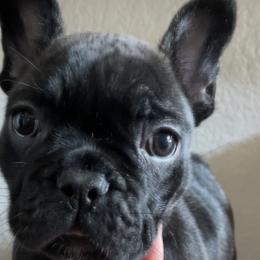 French Bulldogs from Frenchies only by G’scent Kennels