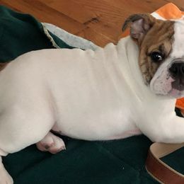 Bulldogs from Happy Wrinkles