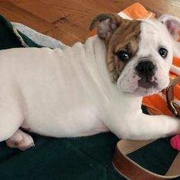 Bulldogs from Happy Wrinkles
