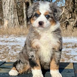 Christmas Bluey - Blue merle female Bernedoodle puppy in Sioux Falls, South Dakota from WhiskeyCreek Doodles