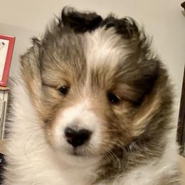 Bullmastiff and Shetland Sheepdog Puppies from RCS Kennels