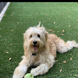 Bernedoodle, Goldendoodle, and Aussiedoodle All Grown Up from Arizona Goldendoodles