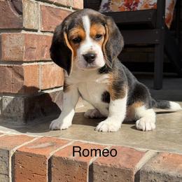 Romeo - Black tan and white male Beagle puppy in Mansfield, Missouri from Rippee Creek Kennel
