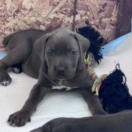 Cane Corso Puppies from The Dorado Ranch