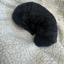 Girl 5 - Black female Poodle puppy in Bremen, Georgia from Kelley’s Poodle Patch