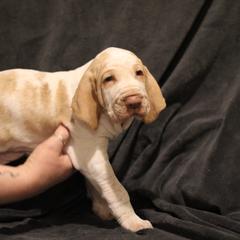 Bracco Italiano Puppies from Eastern Breeze