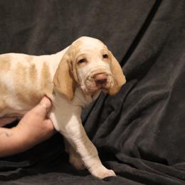 Bracco Italiano Puppies from Eastern Breeze
