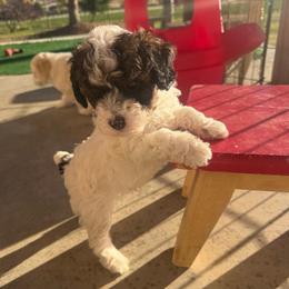 Sinatra - Phantom male Poodle puppy in Caldwell, Idaho from Leila Pearson