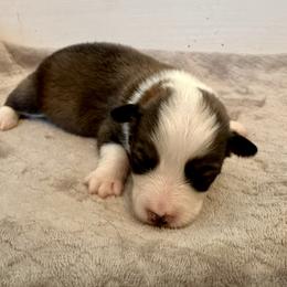 Red Collar Boy Cedar - Sable male Pembroke Welsh Corgi puppy in Paris, Kentucky from Flat Run Corgis