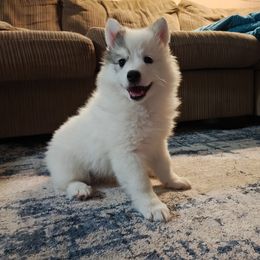 Sugar - White female Pomsky puppy in Idaho Falls, Idaho from Idaho Pomsky