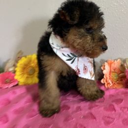 Paisley - Black and tan female Welsh Terrier puppy in Park Rapids, Minnesota from Peggy’s Terriers