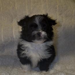 Yorkshire Terrier Puppies from Buddy’s yorkies