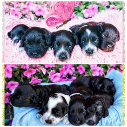 Portuguese Water Dog Puppies from Yellowstone Porties