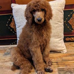 Boy 3 - Red  Poodle puppy in Texas from Rosevly Standard Poodles