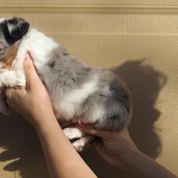 Toy Australian Shepherd Puppies from ATX Mini Aussies