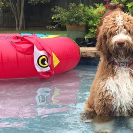 Bulldogs, Cavapoos, and Goldendoodles from Bailey’s Cajun Canines