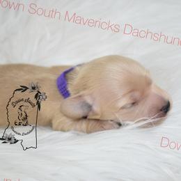 Purple girl - Cream female Dachshund puppy in Seminary, Mississippi from Down South Mavericks Dachshunds