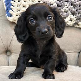 Sally - Black female Dachshund puppy in Ragland, Alabama from PK livestock