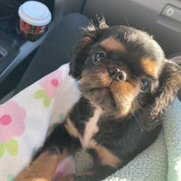 English Toy Spaniel Puppies from Skyline