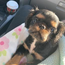 English Toy Spaniel Puppies from Skyline