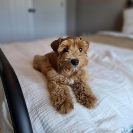 Punkin' - Apricot female Schnoodle puppy in Grove, Oklahoma from Grand Lake Poodles & Doodles