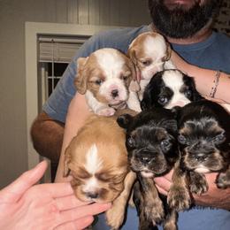Cavalier King Charles Spaniel Puppies from 5dubs Cavaliers