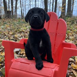 Ronald - Black male Labrador Retriever puppy in Alger, Ohio from Osborne Family Retrievers